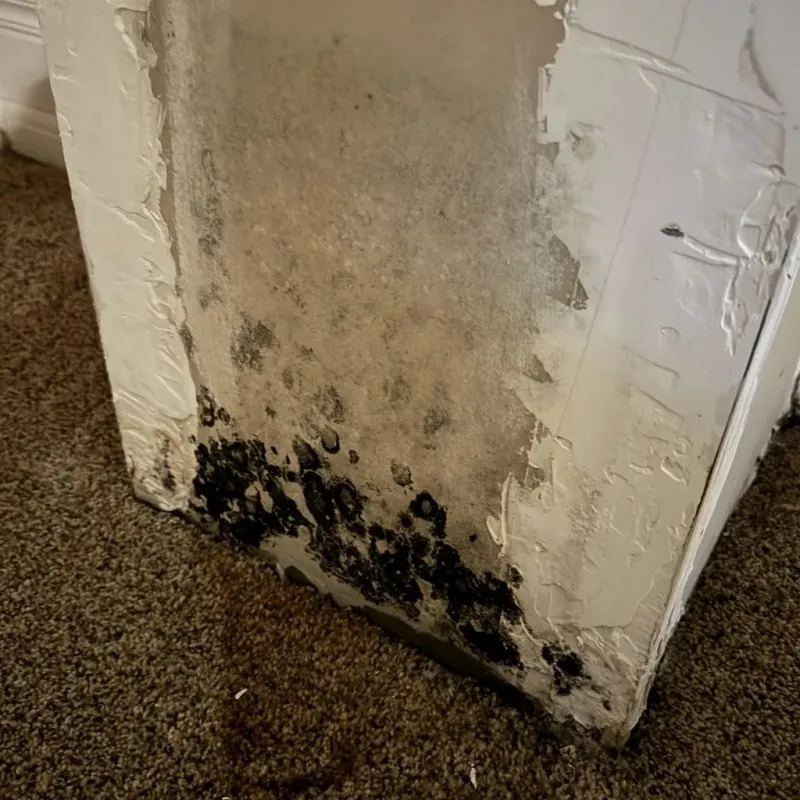 Professional Mold Removal in Hyrum, UT